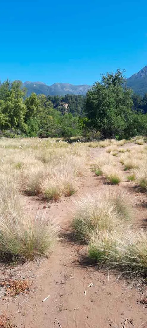 Parte de la variada vegetación de las pilcas